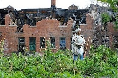Photographer: Fabrizio Costantini/Bloomberg News. Hazel Williams picks green tomatoes at an Urban Farm off Linwood Avenue in Detroit, on Sept. 22, 2008. Photo by Fabrizio Costantini / Bloomberg.